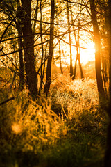 blask wschodzącego słońca w lesie