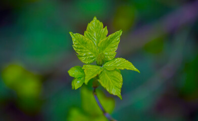 Young Sprouts of Forest Plants. Spring State of Nature. Minimalistic Natural Background.