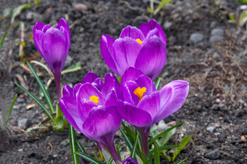 Four purple beautiful crocus (Crocus) close up in the garden on a sunny day
