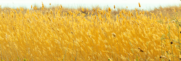 yellow feather grass, tall reeds on the lake shore