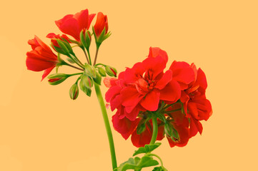 Red geranium flowers (Geranium) with buds close up on orange isolated background