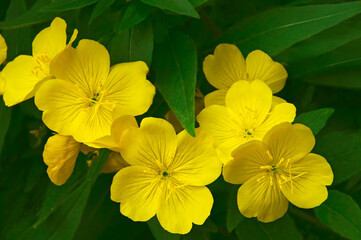 Yellow bright flowers of evening primrose (Oenothéra) with green leaves close-up in the garden