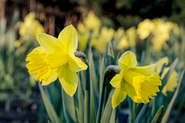 Blossoming buds of yellow daffodil planted in the ground in rays of the setting sun. City flower bed with daffodils