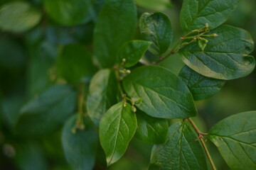 Natural green leaves and plants background