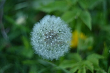 Tender white dandelion in the green natural background