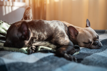 closeup of couple cute french bulldog dogs sleeping on sofa with plaid at home