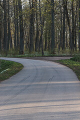 Asphalt winding road in a large forest with trees without leaves in the early sunny spring morning