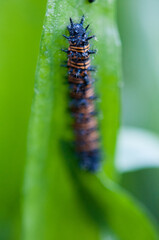 Spiny orange and black caterpillar 