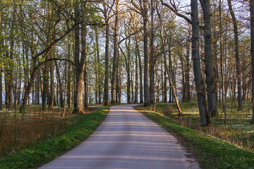 Fototapeta na wymiar Asphalt winding road in a large forest with trees without leaves in the early sunny spring morning. Lake in the background through the trees.
