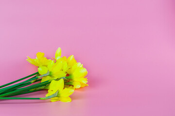bouquet of yellow daffodils on a pink background with copyspace