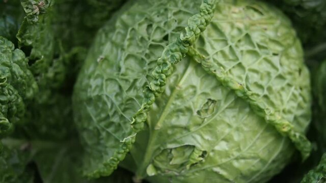Fresh ripe head of savoy cabbage (Brassica oleracea sabauda)&nbsp;with lots of leaves&nbsp;growing in homemade garden in HD VIDEO. Close-up.&nbsp;Organic farming, healthy food, BIO viands, back to nature concept.
