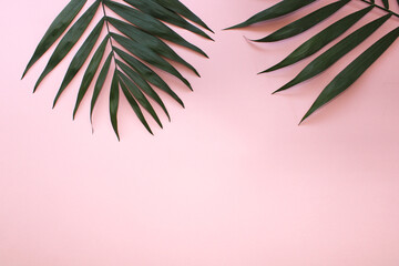 palm leaves background pink color