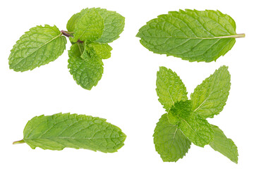 Fresh mint leaves, Peppermint isolated on white background.