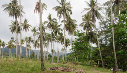 Coconut palms on the paradise coconut island