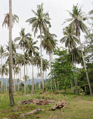 Coconut palms on the paradise coconut island