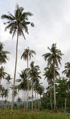 Coconut palms on the paradise coconut island