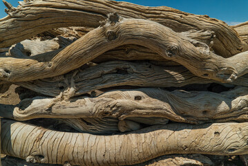 saxaul wood in Mongolia in the gobi