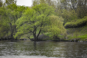 River landscape on a May day in cloudy rainy weather. Moscow river, Russia