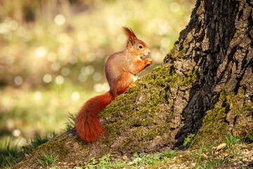 Eichhörnchen essend an Baumstamm