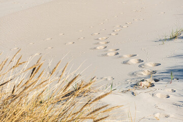 Beautiful sandy beach with reeds and dry grass among the dunes, travel in summer and holidays concept, footsteps on the sand