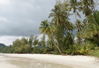  Coconut palms on the paradise coconut island
