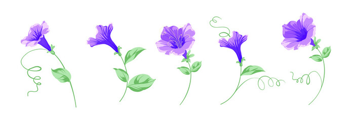 Set of differents bindweed flowers on white background.