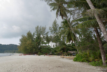 Coconut palms on the paradise coconut island