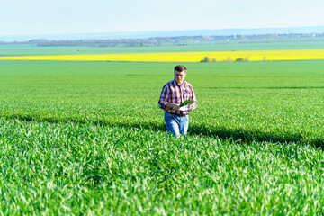Naklejka na ściany i meble a man as a farmer walking along the field, dressed in a plaid shirt and jeans, checks and inspects young sprouts crops of wheat, barley or rye, or other cereals, a concept of agriculture and agronomy
