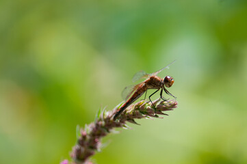 Dragonfly on plant with bright green background