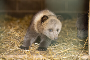 Closeup of the head of The brown bear behind the metal rods of the cage. Animal bear keeping behind bars. Zoo animals.