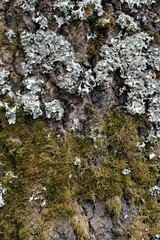 Lichen et mousse sur un tronc d'arbre en gros plan