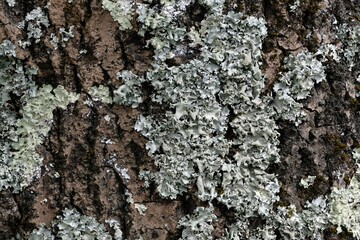 Lichen sur un tronc d'arbre en gros plan