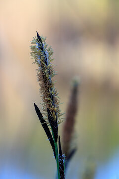Carex flacca Schreb blue green sedge flower at blurred background