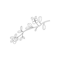 Vector line hand drawn flat illustration of  lingonberry, red bilberry, foxberry or cowberry branch with leaves and berries. Isolated on white background.