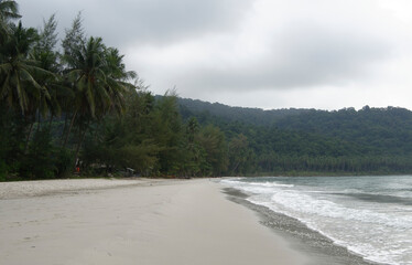 Coconut palms on the paradise coconut island