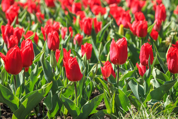 Obraz premium Beautiful field of red tulips, springtime flower outdoor background