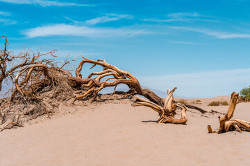 Scenic view of a dry tree on a hot day on the Mesquite Flat Sand Dunes in Death Valley, USA