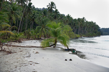 Coconut palms on the paradise coconut island