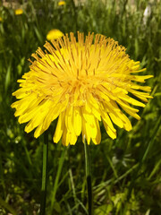 yellow dandelion growing on a green lawn 