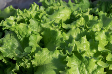 Green fresh healthy lettuce leaves naturally grown in a greenhouse