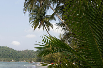 Coconut palms on the paradise coconut island