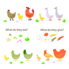 set of farm poultry. Pets: ducks, chickens, turkeys, geese. Vector stock illustration. White isolated background. what the birds eat and give on the farm: grain insects grass fried eggs egg meat fluff