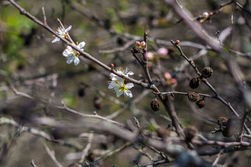 Nature in spring. A branch with white spring flowers on the tree. A flowering tree. A blooming landscape background for a postcard, banner, or poster.