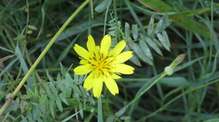 Spring flower adonis in the field 