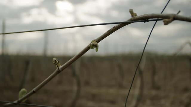 Leafless Grape Vine Rows Spring Time Empty Wine Making Agricultural Cloudy Morning