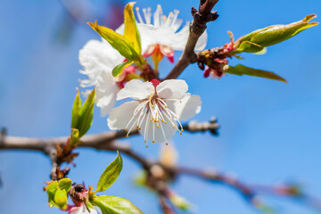 Nature in spring. A branch with white spring flowers on the tree. A flowering tree. A blooming landscape background for a postcard, banner, or poster.