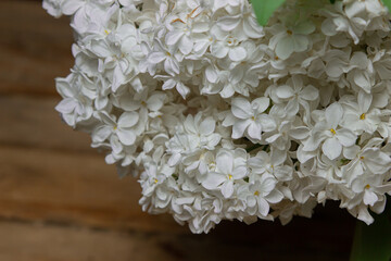 White lilac on a black background. Spring flowers. Lilac on a dark background