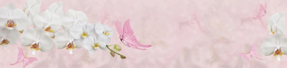 pink butterfly and white orchid