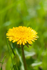 Dandelion in the grass. Yellow dandelion flower. Green grass. Close-up. Spring greens. Spring mood. Background for a postcard, banner, or poster.