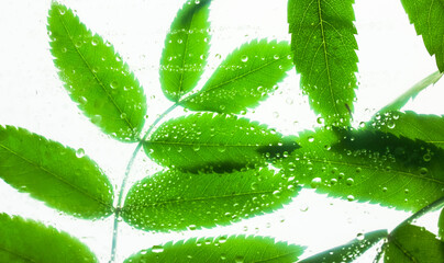 Background of bright green leaves behind a glass with lots of of water or dew drops on it after...